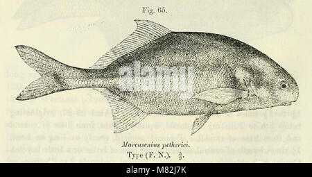 Catalogue de l'eau douce Poissons de l'Afrique dans le British Museum (Natural History) (1909) (14775013504) Banque D'Images