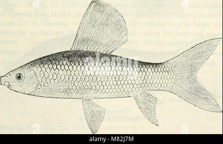 Catalogue de l'eau douce Poissons de l'Afrique dans le British Museum (Natural History) (1909) (14777411492) Banque D'Images