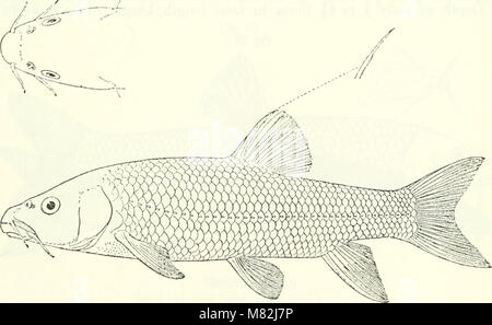 Catalogue de l'eau douce Poissons de l'Afrique dans le British Museum (Natural History) (1909) (20394021099) Banque D'Images