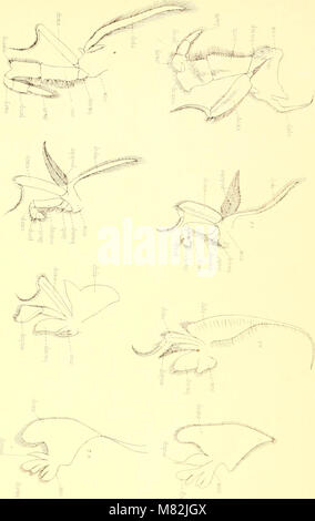 Catalogue des crustacés décapodes indiennes de la collection de l'Indian museum .. (1901-) (20572288192) Banque D'Images
