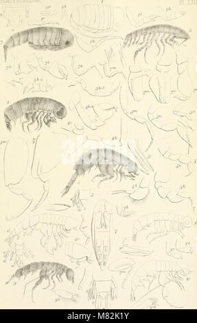 . Catalogue des spécimens d'amphipodous les crustacés dans la ...