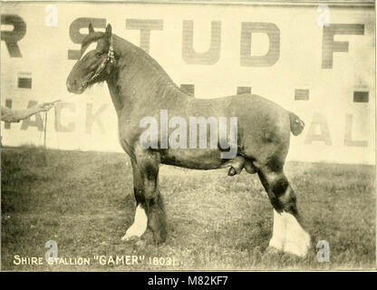 Catalogue de Truman de Pioneer - les importateurs, les exportateurs et les sélectionneurs de Shire, PERCHERON, Belge, Suffolk et Hackney chevaux (1903) (14594018790) Banque D'Images