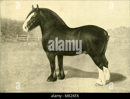 Le 'catalogue of Truman's Pioneer Stud Farm' (1903) énumère les races de chevaux disponibles à la ferme de Truman, y compris Shire, Percheron, belge, Suffolk, et Hackney, qui ont été élevés à des fins agricoles et de transport. Banque D'Images