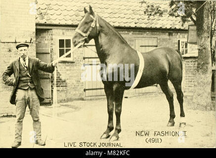 Le catalogue 1903 du Pioneer Stud Farm de Trumanâ€™ fournit des informations détaillées sur les chevaux Shire, Percheron, Belges, Suffolk et Hackney. Il comprend des descriptions de leur élevage, de leurs caractéristiques et de leur aptitude à diverses fins agricoles et professionnelles. Banque D'Images