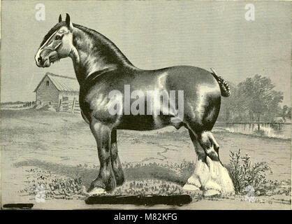 Catalogue de Truman de Pioneer - les importateurs, les exportateurs et les sélectionneurs de Shire, PERCHERON, Belge, Suffolk et Hackney chevaux (1903) (14780730615) Banque D'Images