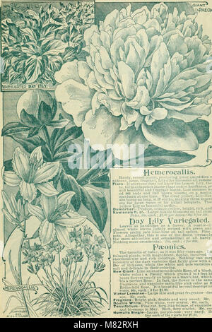 Childs' automne catalogue de bulbes et plantes qui fleurissent (1900) (14759784796) Banque D'Images