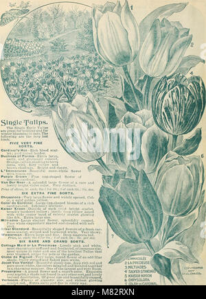 Childs' automne catalogue de bulbes et plantes qui fleurissent (1900) (14802574903) Banque D'Images
