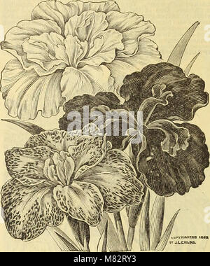 Childs' automne catalogue de bulbes et plantes qui fleurissent (1902) (14783927042) Banque D'Images