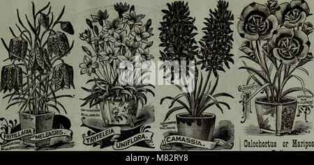 Childs' automne catalogue de bulbes et plantes qui fleurissent (1903) (20417486698) Banque D'Images