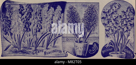 Childs' automne catalogue de bulbes et plantes qui fleurissent (1904) (20579283196) Banque D'Images