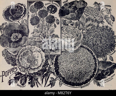 Ce catalogue 1898 présente une variété de fleurs, légumes et fruits rares, en se concentrant sur des espèces végétales inhabituelles et exotiques disponibles pour la culture et la décoration de jardin. Banque D'Images