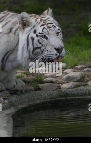 Tigre du Bengale, Bengalisk tigre (Panthera tigris tigris) Banque D'Images