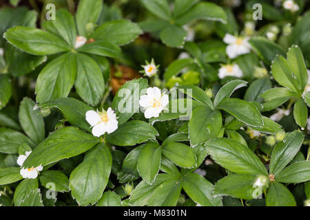 White cinquefoil Potentilla (fingerört, Vit alba) Banque D'Images