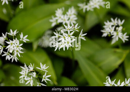 Porter le poireau, Ramslök (Allium ursinum) Banque D'Images