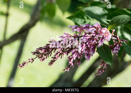 Le Yunnan, Yunnansyren lilas (Syringa yunnanensis) Banque D'Images