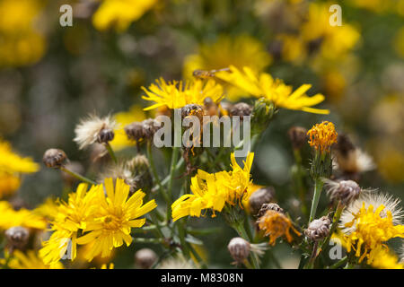 L'épervière commun, Hagfibbla (Hieracium lachenalii) Banque D'Images
