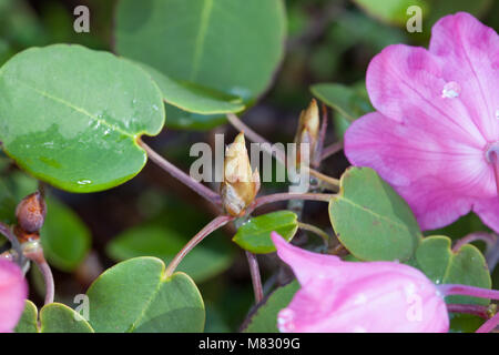 Rhododendron à feuilles, Rundbladig rododendron (Rhododendron orbiculare) Banque D'Images