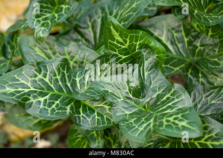 Italian Lords and Ladies, italiensk-munkhätta (Arum italicum) Banque D'Images