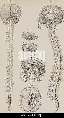 Class-livre de physiologie - pour l'utilisation d'écoles et les familles - comprenant la structure et des fonctions des organes de l'homme, illustrée par référence comparative à ceux des animaux de qualité inférieure (1860) (14593818397) Banque D'Images