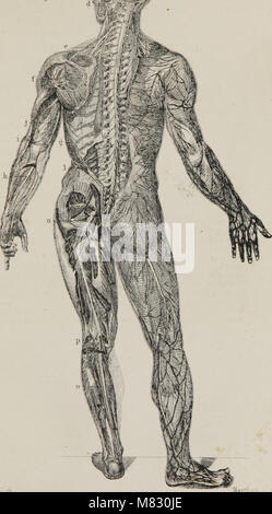Class-livre de physiologie - pour l'utilisation d'écoles et les familles - comprenant la structure et des fonctions des organes de l'homme, illustrée par référence comparative à ceux des animaux de qualité inférieure (1860) (14777964184) Banque D'Images