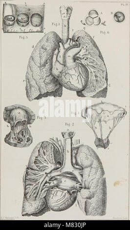 Class-livre de physiologie - pour l'utilisation d'écoles et les familles - comprenant la structure et des fonctions des organes de l'homme, illustrée par référence comparative à ceux des animaux de qualité inférieure (1860) (14780226075) Banque D'Images