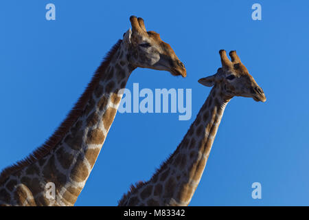 Les girafes de l'Afrique du Sud (Giraffa giraffa giraffa), contre un ciel bleu, Kgalagadi Transfrontier Park, Northern Cape, Afrique du Sud, l'Afrique Banque D'Images