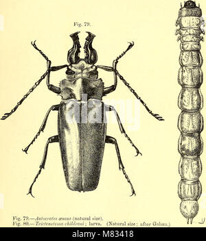 Coleoptera - introduction générale et Cicindelidae et Paussidae (1912) (14598244840) Banque D'Images