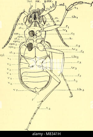 Coleoptera - introduction générale et Cicindelidae et Paussidae (1912) (14781764581)