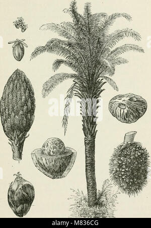 Botanique commerciale du xixe siècle. Un enregistrement de progrès dans l'utilisation de produits à base de légumes dans le Royaume-Uni, et l'introduction de plantes d'importance économique dans les colonies britanniques, (20044245504) Banque D'Images