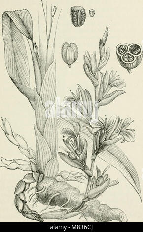 Botanique commerciale du xixe siècle. Un enregistrement de progrès dans l'utilisation de produits à base de légumes dans le Royaume-Uni, et l'introduction de plantes d'importance économique dans les colonies britanniques, (20478787430) Banque D'Images