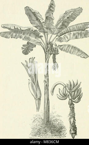 Botanique commerciale du xixe siècle. Un enregistrement de progrès dans l'utilisation de produits à base de légumes dans le Royaume-Uni, et l'introduction de plantes d'importance économique dans les colonies britanniques, (20657602252) Banque D'Images