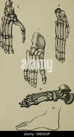 L'anatomie comparative appliquée à l'application de l'artiste (1883) (20482301269) Banque D'Images