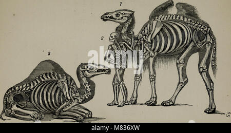 L'anatomie comparative appliquée à l'application de l'artiste (1883) (20659827592) Banque D'Images