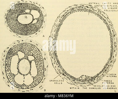 L'embryologie comparative des vertébrés ; avec 2057 dessins et photos. regroupés en 380 illus (1953) (20049085793) Banque D'Images
