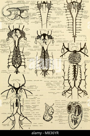 Ce travail de 1953 porte sur l’étude comparative de l’embryologie des vertébrés, avec 2057 dessins et photographies. Il illustre les stades de développement des vertébrés, en mettant en évidence les différences et les similitudes entre les espèces. Banque D'Images