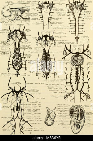 L'embryologie comparative des vertébrés ; avec 2057 dessins et photos. regroupés en 380 illus (1953) (20049742763) Banque D'Images