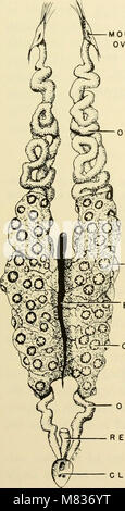 L'embryologie comparative des vertébrés ; avec 2057 dessins et photos. regroupés en 380 illus (1953) (20482011300) Banque D'Images