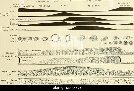 L'embryologie comparative des vertébrés ; avec 2057 dessins et photos. regroupés en 380 illus (1953) (20482047670) Banque D'Images