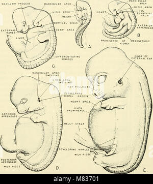 L'embryologie comparative des vertébrés ; avec 2057 dessins et photos. regroupés en 380 illus (1953) (20482505100) Banque D'Images