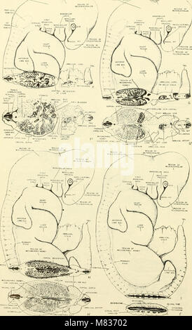 L'embryologie comparative des vertébrés ; avec 2057 dessins et photos. regroupés en 380 illus (1953) (20482543438) Banque D'Images