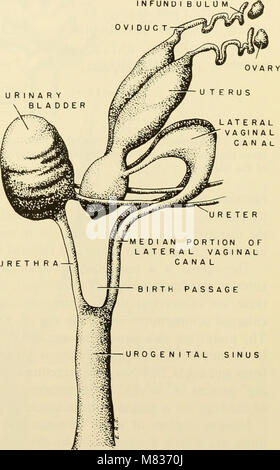 L'embryologie comparative des vertébrés ; avec 2057 dessins et photos. regroupés en 380 illus (1953) (20676725621) Banque D'Images