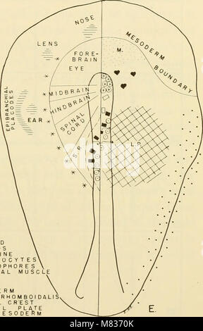 Cet ouvrage de 1953 explore l’embryologie comparée des vertébrés, illustré de 2057 dessins et photographies. Il se concentre sur le développement de diverses espèces de vertébrés, comparant leurs stades embryonnaires pour mettre en évidence les similitudes et les différences. Banque D'Images