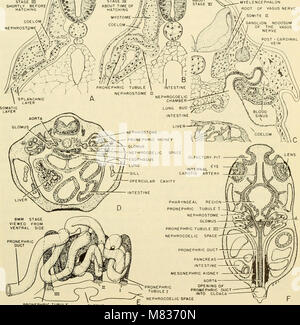 L'embryologie comparative des vertébrés ; avec 2057 dessins et photos. regroupés en 380 illus (1953) (20677416851) Banque D'Images