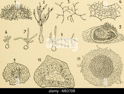 Ce travail de 1928 explore la morphologie comparative des champignons, en se concentrant sur leur structure, leur classification et leurs rôles écologiques, ainsi que leurs différences entre les différentes espèces. Banque D'Images
