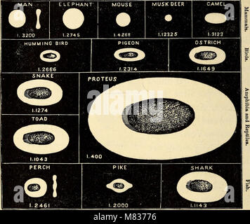 Ce travail de 1883 sur la zoologie comparée propose une étude systématique des structures et classifications animales, conçue pour un usage éducatif dans les écoles et les collèges. Il explore les caractéristiques anatomiques, les tendances évolutives et la différenciation des espèces. Banque D'Images