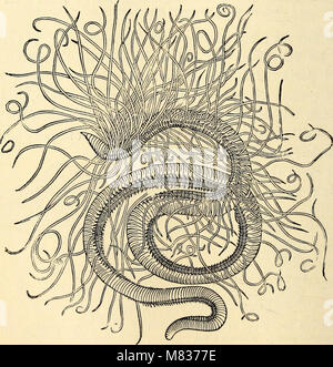 Ce texte de 1883 sur la zoologie comparée présente une analyse structurelle et systématique des espèces animales, destinée à un usage éducatif dans les écoles et les collèges. Il couvre la diversité de la vie animale, de l'anatomie et de la classification dans le règne animal. Banque D'Images