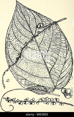 Ce catalogue complet documente les plantes du Queensland, y compris les espèces indigènes et naturalisées. Il fournit des descriptions détaillées, y compris des noms scientifiques, vernaculaires et autochtones, ainsi que de nombreuses illustrations. L'œuvre met en valeur la flore du Queensland et offre un aperçu de la diversité botanique de la région. Banque D'Images