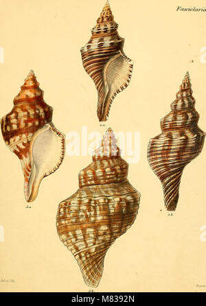 Ce vaste travail, publié entre 1843 et 1878, fournit des illustrations et des descriptions détaillées des coquilles de mollusques, aidant à l'identification et à la classification des mollusques et des espèces marines. Banque D'Images