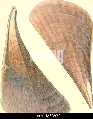 Cet ouvrage, publié entre 1843 et 1878, fournit des illustrations et des descriptions détaillées des coquilles de mollusques, classant diverses espèces de mollusques et leurs caractéristiques physiques. Banque D'Images