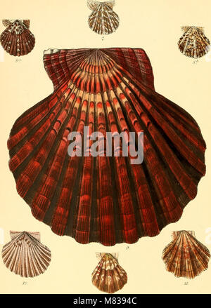 *Conchologia Iconica* (1855) fournit des illustrations et des descriptions détaillées des coquilles de mollusques. Il offre des informations précieuses sur les espèces de coquillages et leur classification, servant de travail important dans le domaine de la malacologie et de la biologie marine. Banque D'Images